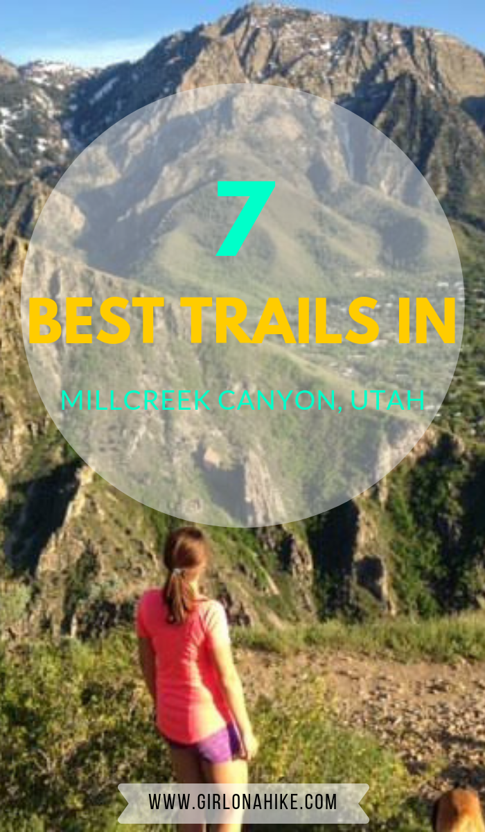 The 7 Best Trails in Millcreek Canyon, Hiking in Utah with Dogs