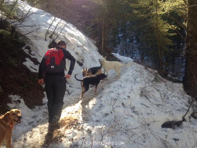 Pine Hollow Trail, American Fork Canyon, Hiking in Utah with Dogs