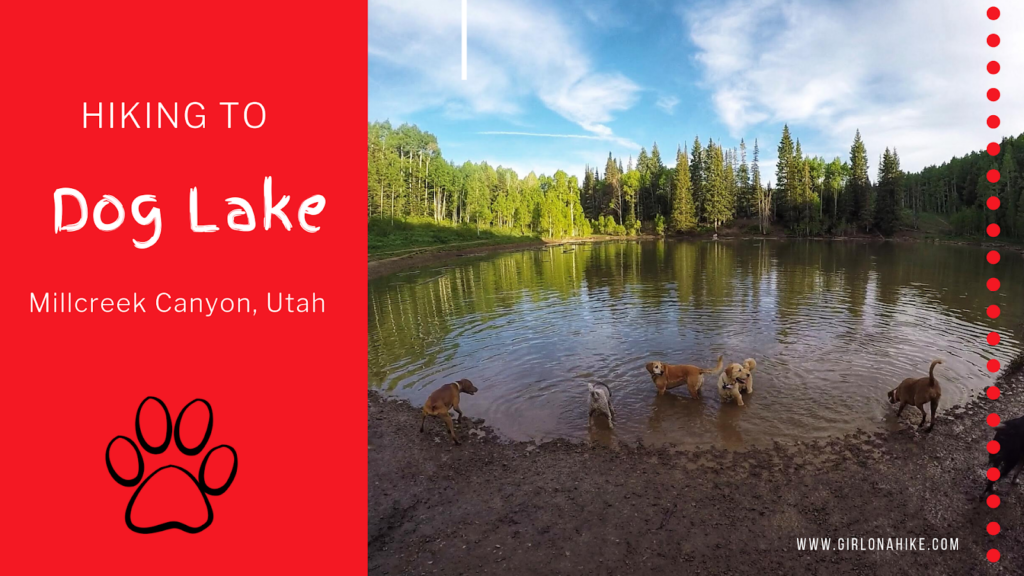 The 7 Best Trails in Millcreek Canyon, hike to dog lake millcreek canyon