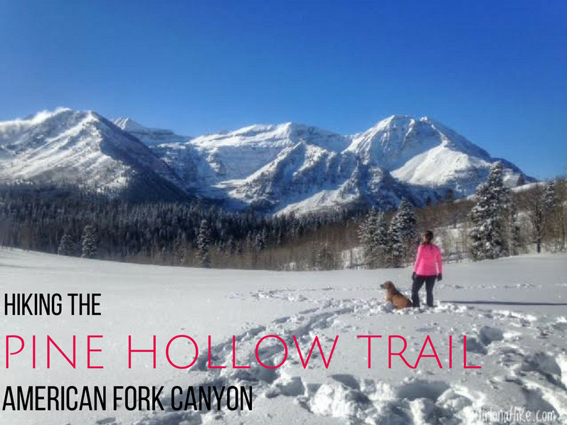 Hiking the Pine Hollow Trail, American Fork Canyon, Hiking in Utah with Dogs
