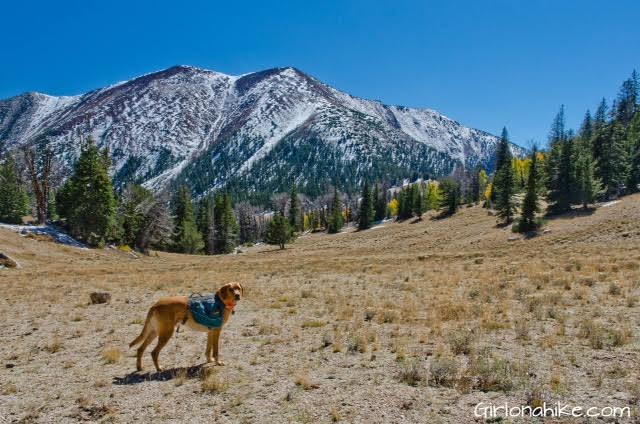 Backpacking with Dogs, Hiking in Utah with Dogs