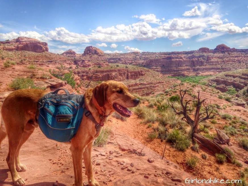 Backpacking with Dogs, Hiking in Utah with Dogs