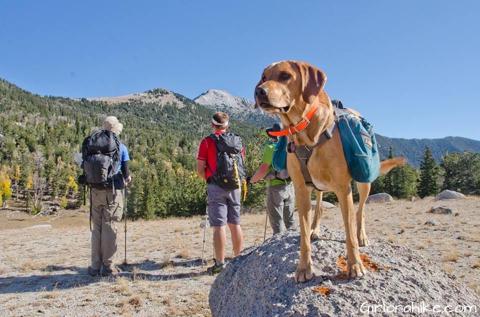 Backpacking with Dogs, Hiking in Utah with Dogs