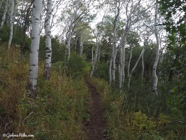 Hiking to the Pine Hollow Overlook, American Fork Canyon