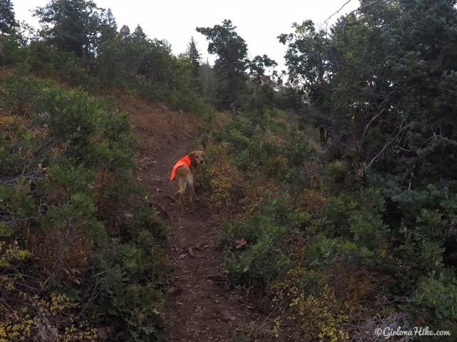 Hiking to the Pine Hollow Overlook, American Fork Canyon