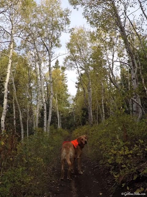 Hiking to the Pine Hollow Overlook, American Fork Canyon