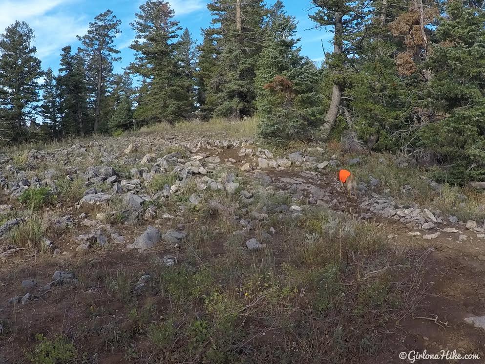 Hiking to the Pine Hollow Overlook, American Fork Canyon