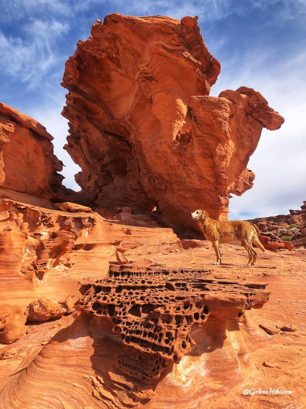 Hiking at Gold Butte National Monument, Hiking in Nevada with Dogs, hiking outside las vegas, little finland