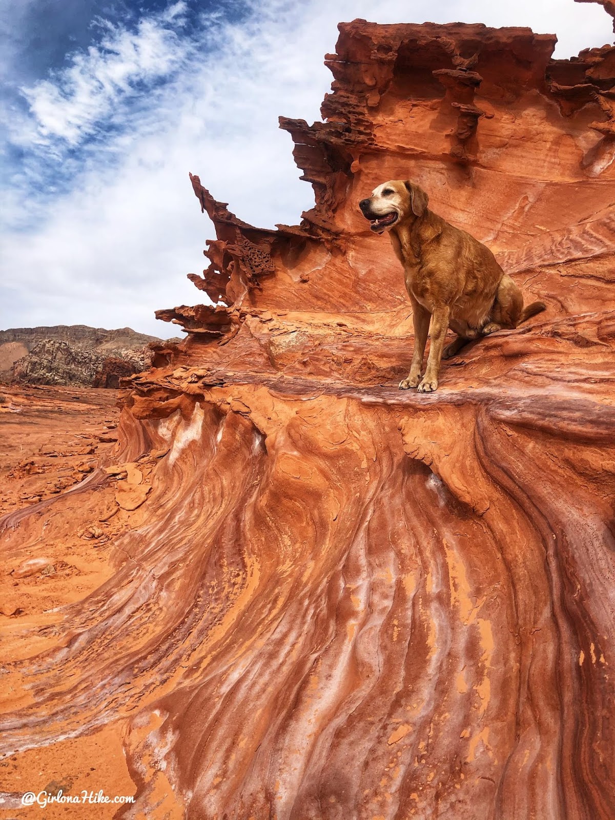 Hiking at Gold Butte National Monument, Hiking in Nevada with Dogs, hiking outside las vegas, little finland