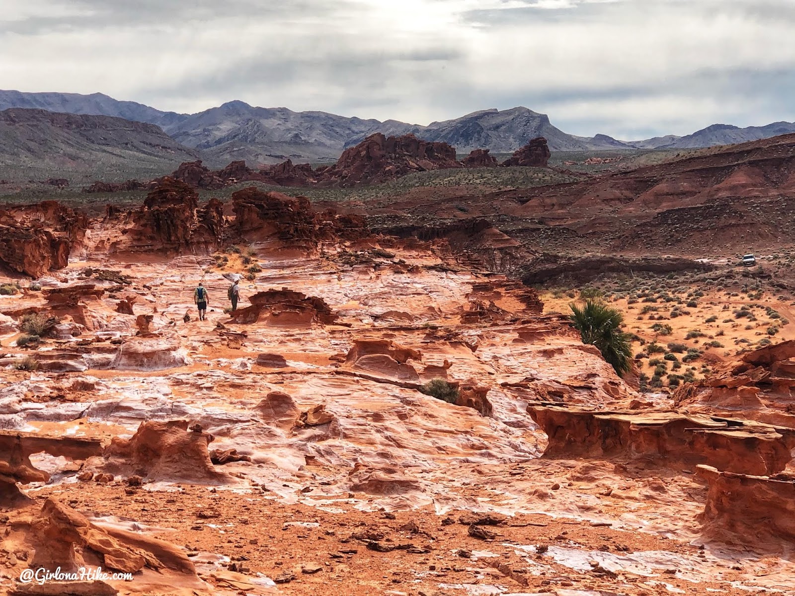 Hiking at Gold Butte National Monument, Hiking in Nevada with Dogs, hiking outside las vegas, little finland