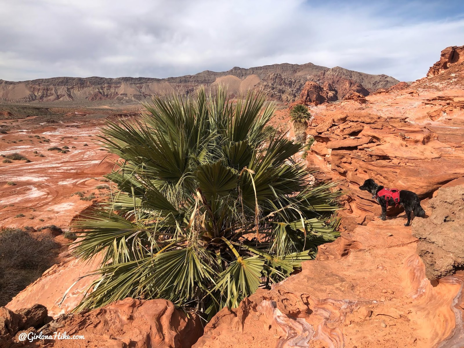 Hiking at Gold Butte National Monument, Hiking in Nevada with Dogs, hiking outside las vegas, little finland