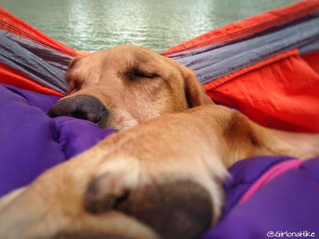 6 Tips to Keep Your Dog Warm while Camping