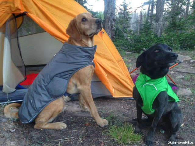 6 Tips to Keep Your Dog Warm while Camping