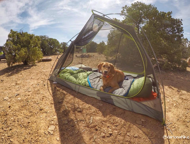 How to Keep a Dog Entertained While Camping