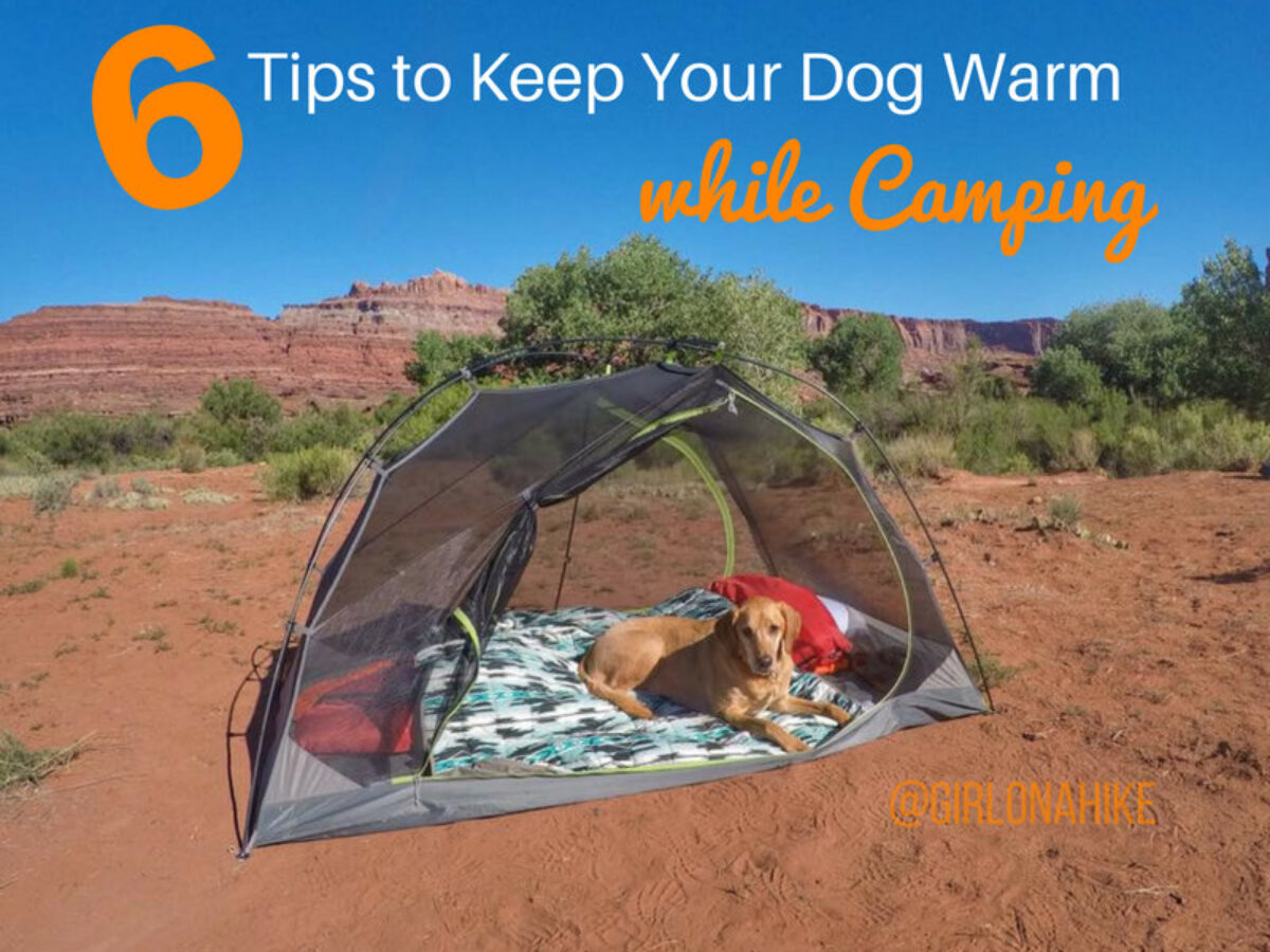 7 Ways to Keep Your Dog Busy at Camp – YouDidWhatWithYourWiener.com