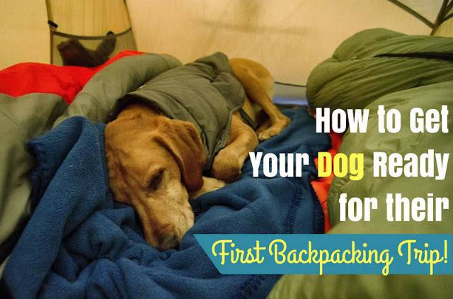 How to Get your Dog Ready for Their First Backpacking Trip!