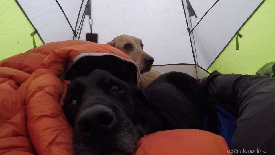 how do i keep my dog cool while camping