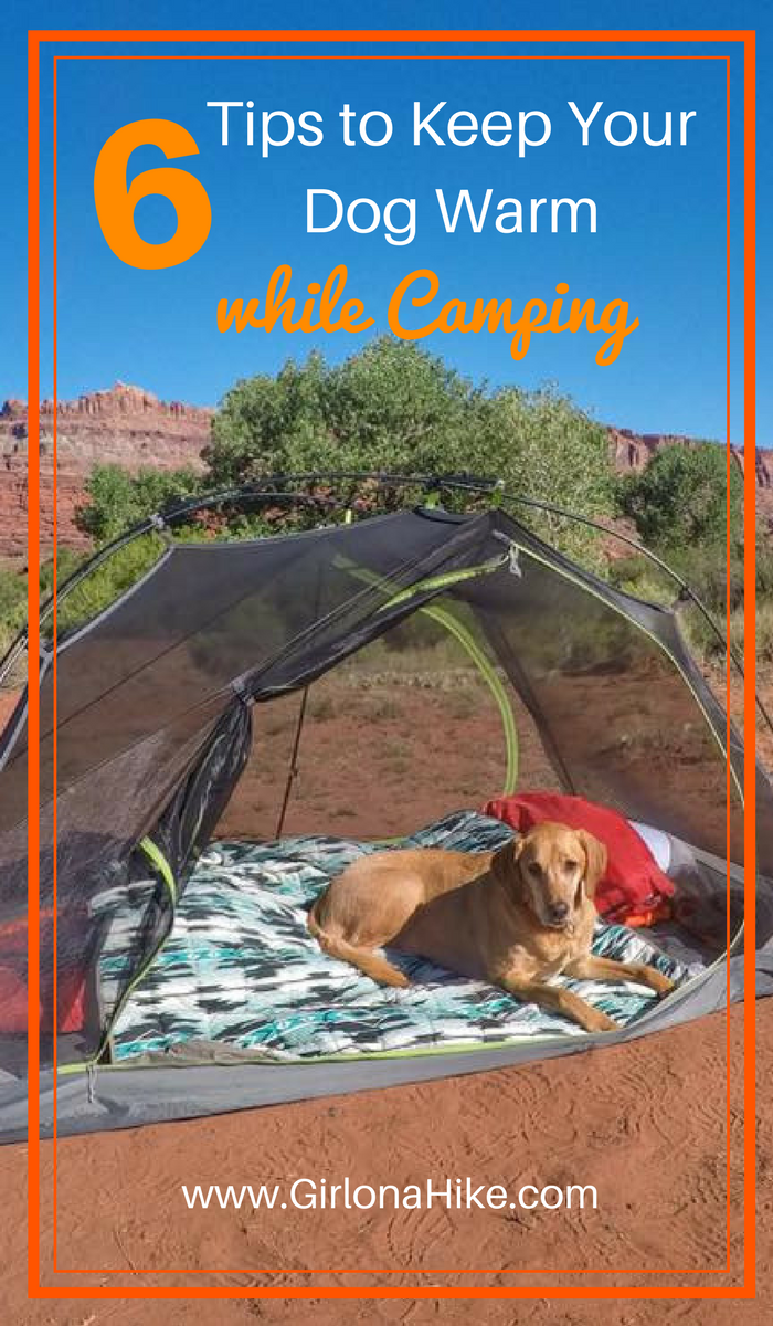 should i take my dog camping