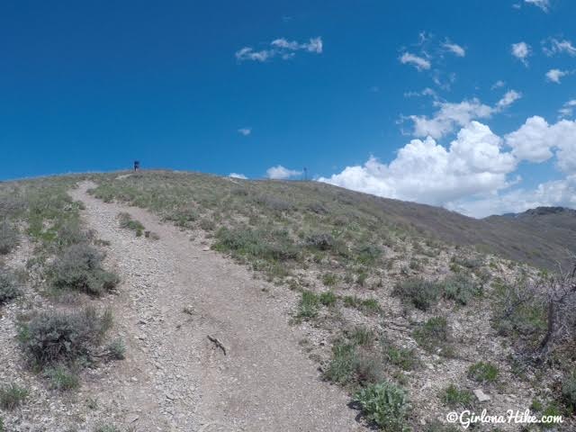 Hiking the South Ridge to Mt. Wire, Hiking in Utah with Dogs