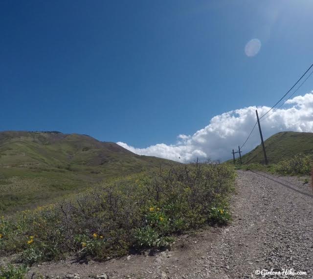 Hiking the South Ridge to Mt. Wire, Hiking in Utah with Dogs