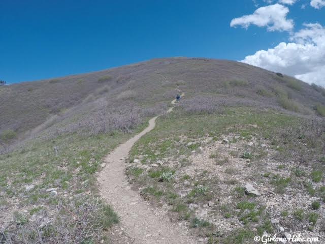 Hiking the South Ridge to Mt. Wire, Hiking in Utah with Dogs