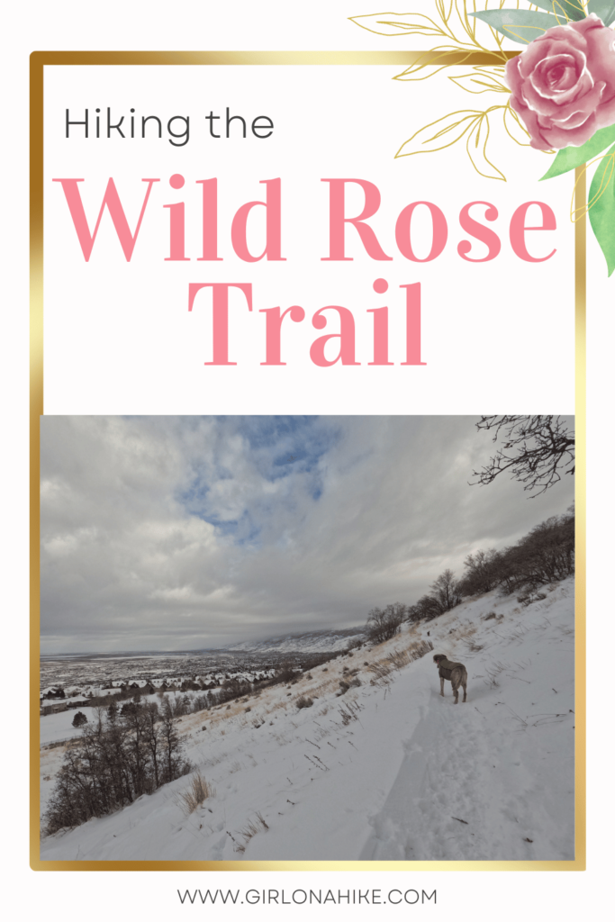 hiking the wild rose trail