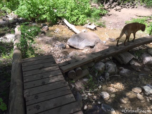 The Grotto Trail and Waterfall, Nebo Scenic Loop Road, Hiking in Utah with Dogs