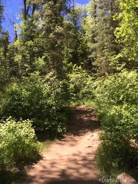 The Grotto Trail and Waterfall, Nebo Scenic Loop Road, Hiking in Utah with Dogs