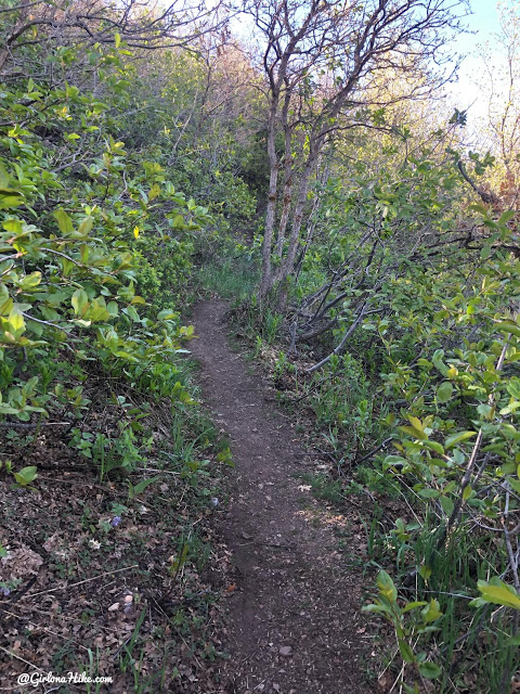 Hiking to Lookout Peak