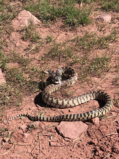 Camping & Exploring at Flaming Gorge National Rec Area, Dowd Mountain Overlook