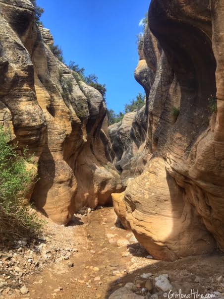 Hiking Willis Creek Slot Canyon, Hiking in Utah with Dogs