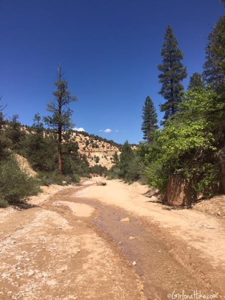 Hiking Willis Creek Slot Canyon, Hiking in Utah with Dogs