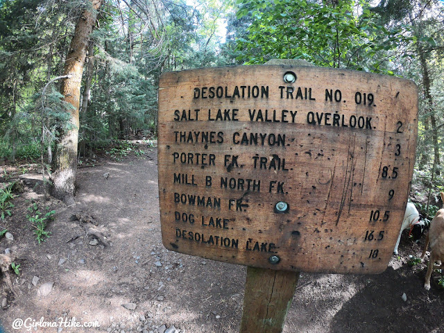 Hiking to Thaynes Canyon Peak, Hiking in Utah, Hiking in Utah with Dogs