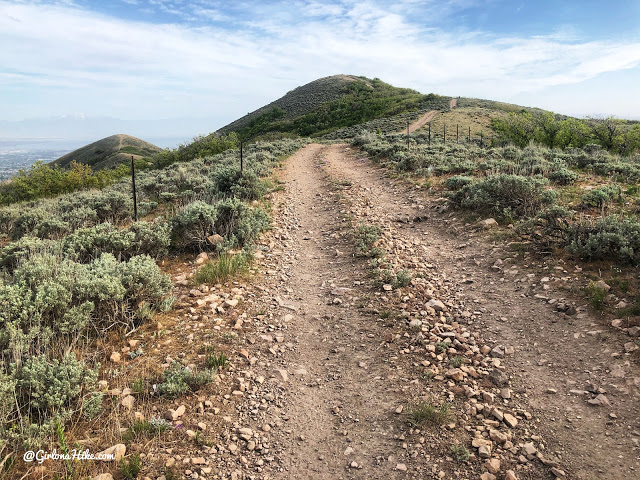 2 dogs 'quilled' by porcupine at off-leash area in Draper