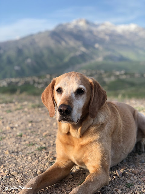 2 dogs 'quilled' by porcupine at off-leash area in Draper