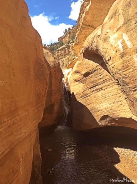 Hiking Willis Creek Slot Canyon, Hiking in Utah with Dogs