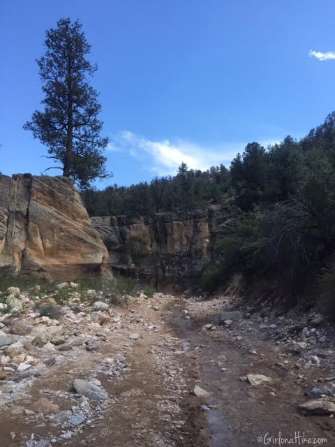 Hiking Willis Creek Slot Canyon, Hiking in Utah with Dogs