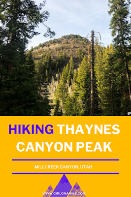 Hiking to Thaynes Canyon Peak, Hiking in Utah, Hiking in Utah with Dogs