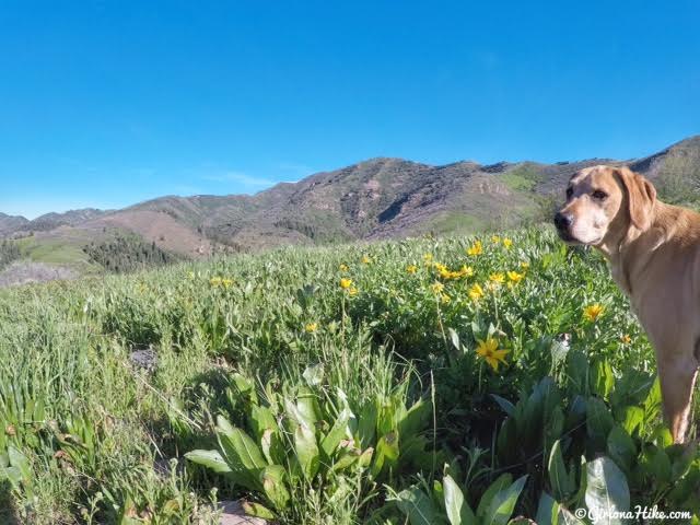 Hiking to Lookout Peak, Killyons Canyon, Utah