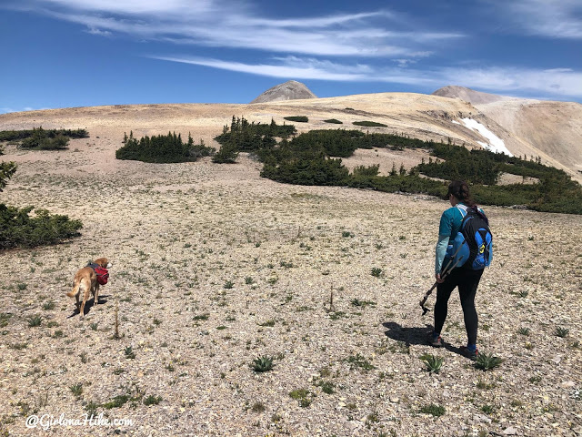 Hiking to Mt.Belknap Tushar Mountains, Utah