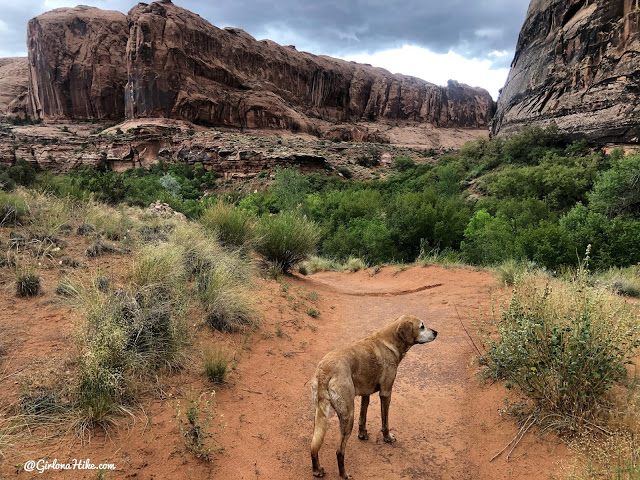 Hiking Grandstaff Canyon to Morning Glory Arch, Dog friendly hikes in moab, hiking in moab with dogs