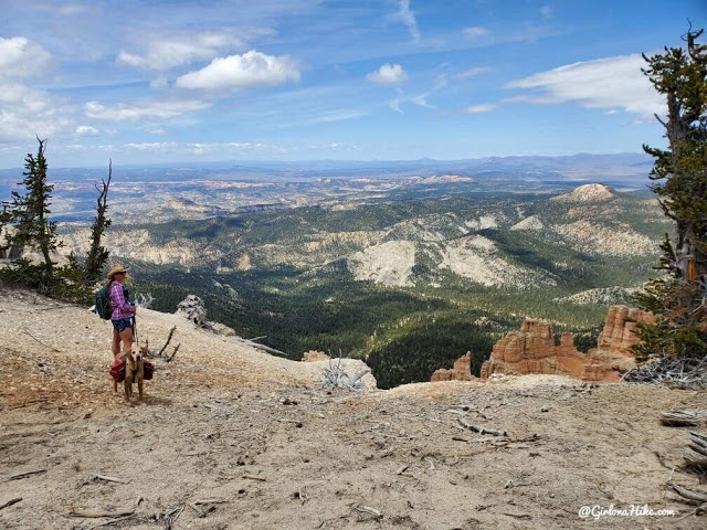 Hiking to Powell Point, Pink Point Utah, highest point in grand staircase escalante national monument, hiking in grand staircase escalante national mo