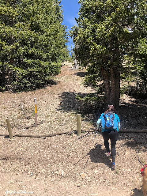 Hiking to Mt.Belknap Tushar Mountains, Utah