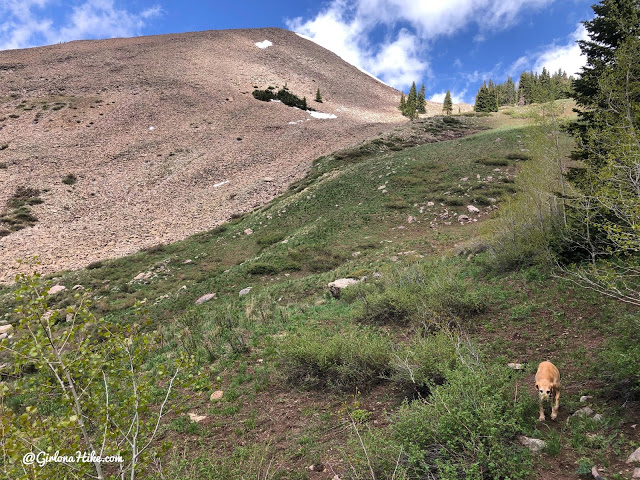 Hiking to Haystack Mountain, LaSal Mountains