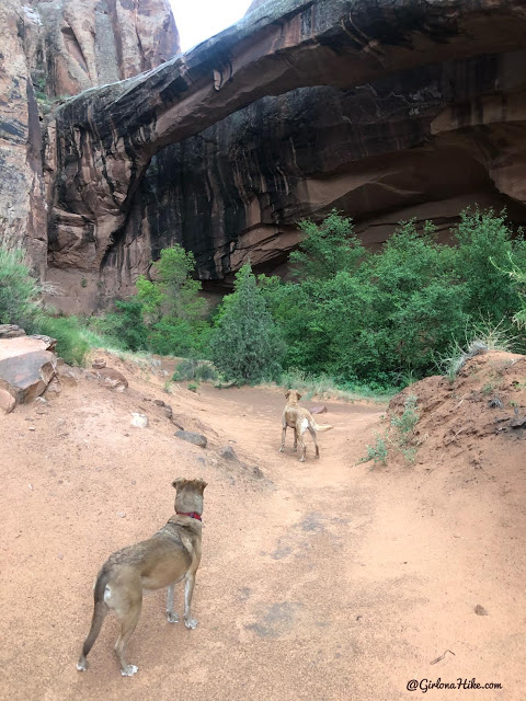 Hiking Grandstaff Canyon to Morning Glory Arch, Dog friendly hikes in moab, hiking in moab with dogs