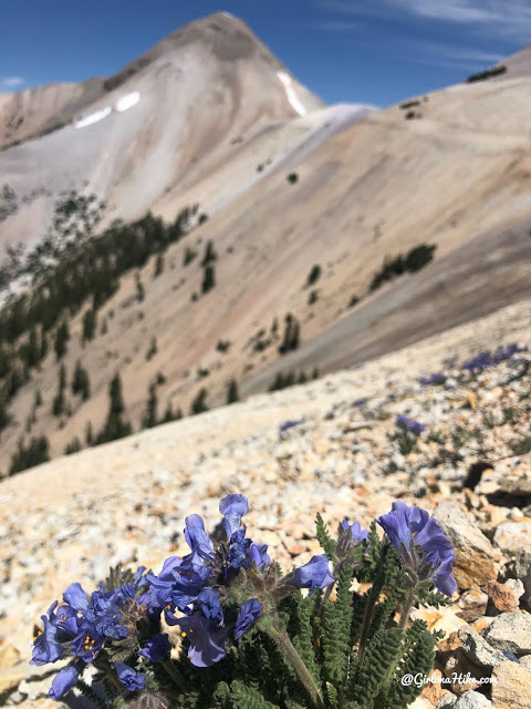 Hiking to Mt.Belknap Tushar Mountains, Utah