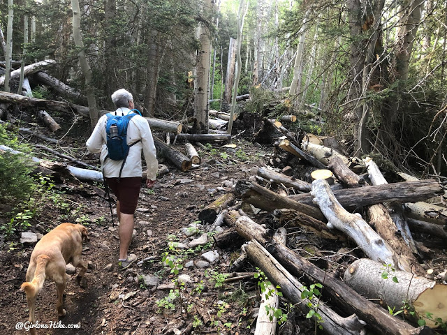 Hiking to Haystack Mountain, LaSal Mountains