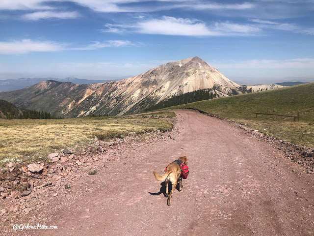 Hiking to Mt.Belknap Tushar Mountains, Utah