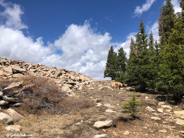 Hiking to Haystack Mountain, LaSal Mountains