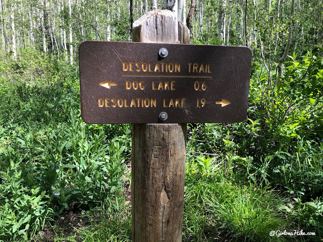 The trail heads up, and East for the first 15 minutes. After 15-20 minutes, the trail will turn left, or North, and follow the canyon up.